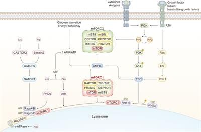 Advances in the regulatory mechanisms of mTOR in necroptosis